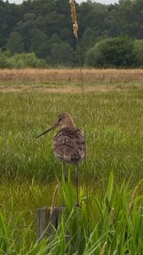 Junge Uferschnepfe Limosa Limosa, rufe nach Alt Tieren