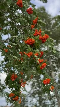 Eberesche, Sorbus aucuparia, mit leuchtend roten Vogelbeeren im starken Wind - Ruhige Naturaufnahme mit typischer Herbststimmung und dynamischer Bewegung der Zweige und Bl&auml;tter