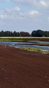 G&auml;nse und Wasserv&ouml;gel auf verbliebenen Wasserfl&auml;chen im austrocknenden Moor - Renaturiertes Hochmoor als wertvoller Lebensraum f&uuml;r Wasserv&ouml;gel
