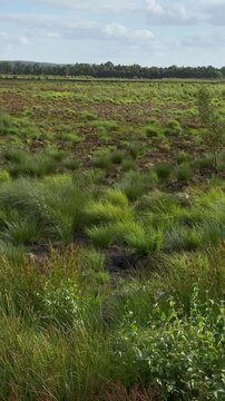 Ruhige vertikale Kamerafahrt &uuml;ber ein trockenes Hochmoor mit Torfmoosen, Seggen und weiter Moorlandschaft unter einem beeindruckenden Wolkenhimmel. Symbol f&uuml;r Klimawandel, D&uuml;rre und Naturschutz.