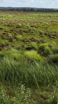Langsame Kamerafahrt &uuml;ber ein trockenes Hochmoor mit Torfmoosen, Seggen und typischer Moorvegetation. Das Video zeigt die Auswirkungen von Trockenheit, Hitze und Klimawandel auf ein empfindliches &Ouml;kos