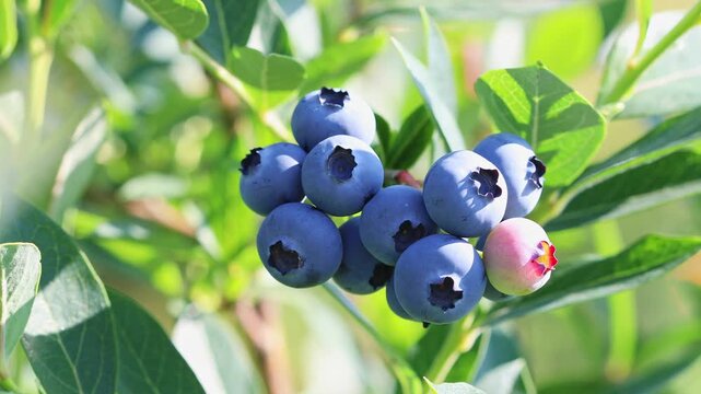 Ripe organic blueberries on branch in fruit garden. Summer berries crop.