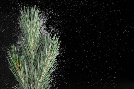 Snow-covered pine branch isolated on black background. Winter evergreen decoration with fresh snow for Christmas and holiday designs.