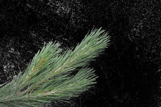 Snow-covered pine branch isolated on black background. Winter evergreen decoration with fresh snow for Christmas and holiday designs.