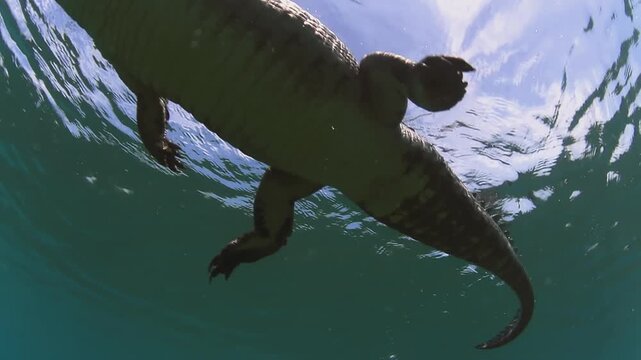 American crocodile (Crocodylus acutus) swimming just beneath the surface in the crystal-clear waters of Cuba, viewed from below in the Caribbean Sea.