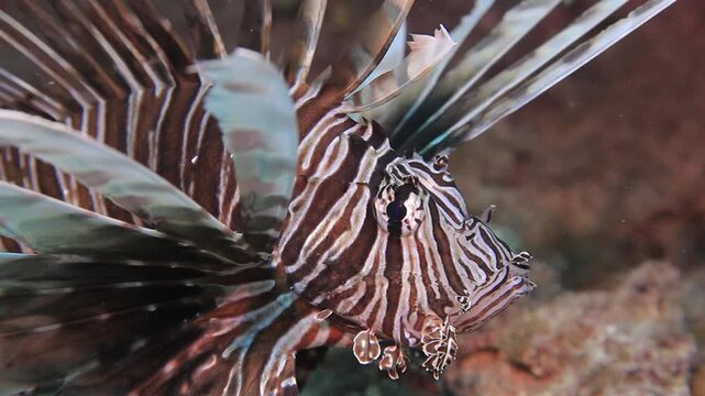 Close-up of a lionfish (Pterois volitans) displaying its striped body and venomous spines while hovering over a coral reef in the clear tropical waters of Cuba.