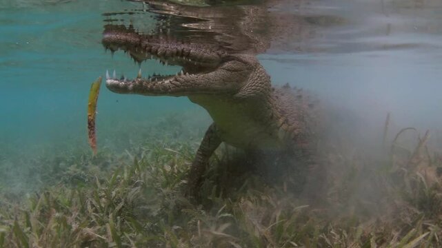American crocodile (Crocodylus acutus) resting in a Cuban seagrass meadow, partially hidden by stirred sediment beneath the clear waters of the Caribbean.