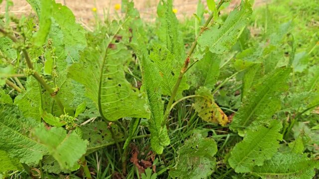 Dock plants (Rumex obtusifolius) weeds growing in a field.