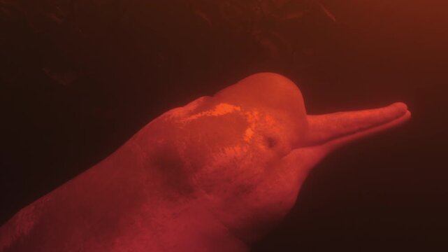 Close-up underwater portrait of an Amazon river dolphin (Inia geoffrensis) illuminated by warm light in the dark waters of the Amazon rainforest.