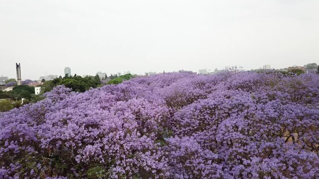Aerial view of a beautiful avenue lined with blooming purple jacaranda trees