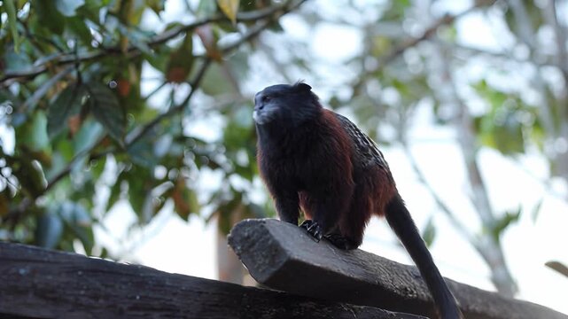 Small monkey with dark fur and white face explores wooden structure outdoors