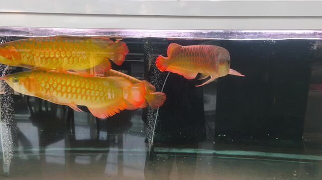 A group of majestic red and gold Arowana fish glide smoothly through the clear water of an indoor tank.