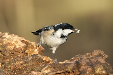 Close-up of a tiny Coal Tit bird (Periparus ater) perched on a textured rock holding food in its beak, outdoor wildlife photography © Badr