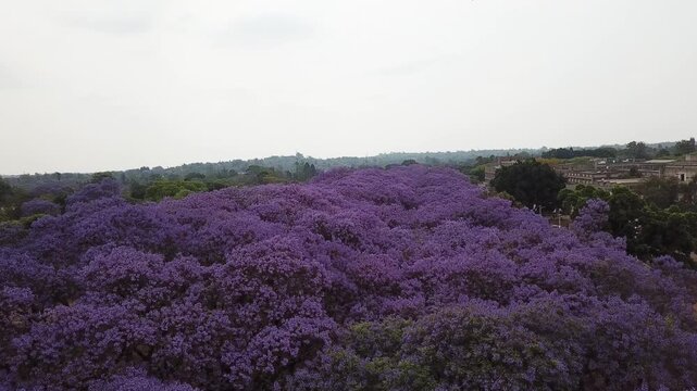 Aerial view of a beautiful avenue lined with blooming purple jacaranda trees in spring
