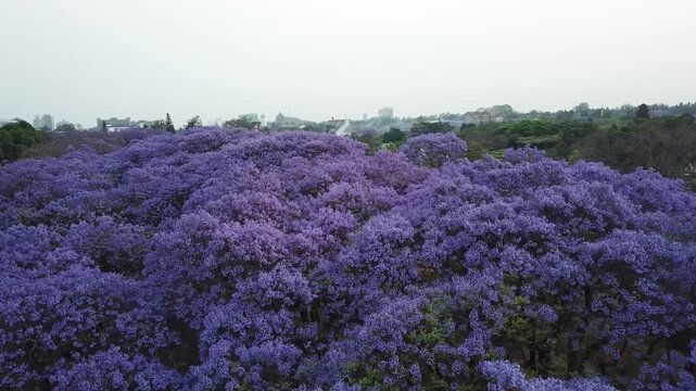 Aerial view of a street lined with blooming purple jacaranda trees