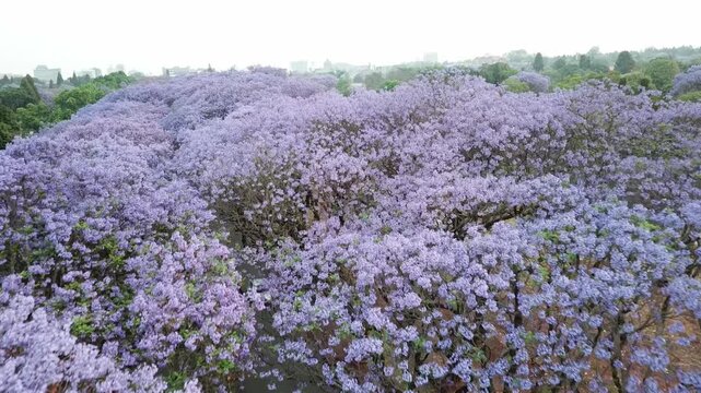 Aerial view of a beautiful street lined with blooming purple jacaranda trees in spring