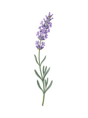 Obraz premium Single Elegant Lavender Sprig Botanical Illustration Featuring Detailed Purple Floral Blossoms and Green Foliage Isolated on White Background