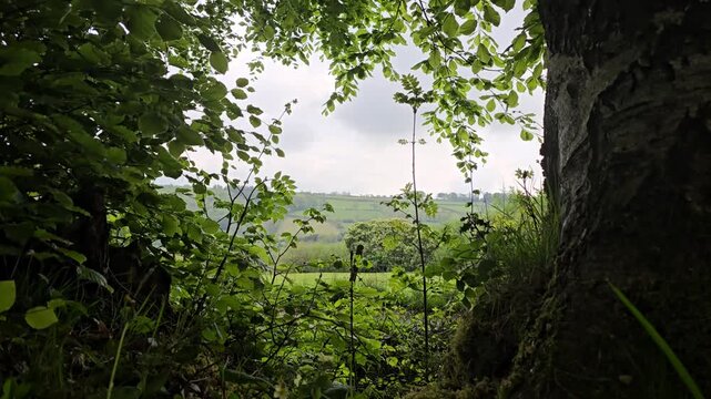 View of green farmland through gap in hedge, with green leaves blowing in the wind.