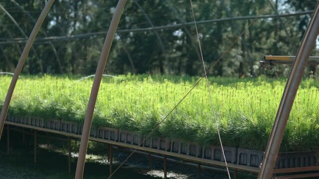 Sprinklers irrigate rows of young pine seedlings inside a commercial forestry nursery under natural daylight.