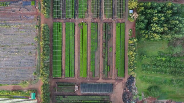 Top-down drone view shows rectangular pine seedling beds forming a precise geometric nursery grid.