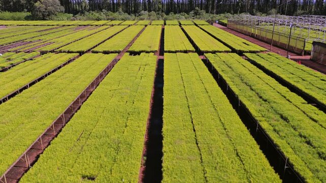 Wide drone view reveals extensive pine seedling beds arranged in precise rows across a commercial nursery.
