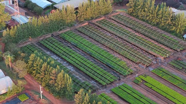 Drone reveals organized nursery beds filled with young pine seedlings prepared for large-scale forest planting.