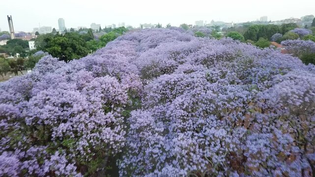 Aerial view of a beautiful street lined with blooming purple jacaranda trees in spring