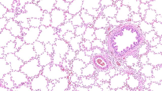 Healthy Lung Histology H&E Stained Microscopy Tissue Section on White Background