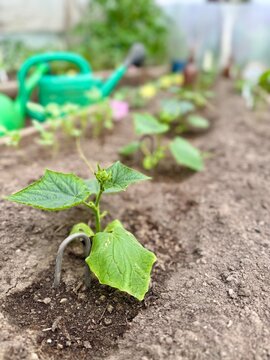 Young cucumber plant growing in a greenhouse garden bed