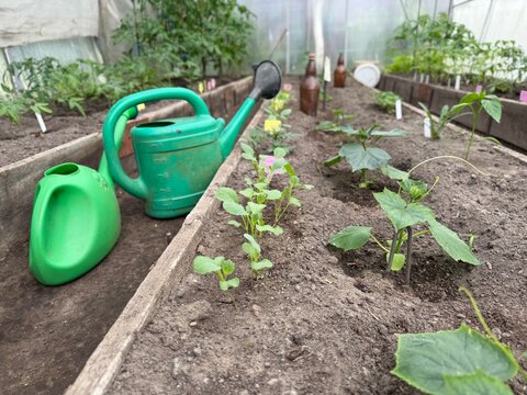 Sustainable Greenhouse Cultivation: Fresh Vegetable Seedlings on an Organic Smallholding