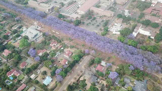 Aerial view of a beautiful jacaranda tree-lined street in full bloom in Harare, Zimbabwe