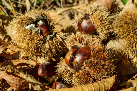 Fresh chestnuts in spiky burrs on autumn leaves in South Tyrol