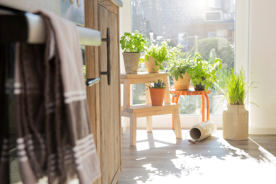 Morning sunlight illuminates fresh potted herbs in a bright kitchen
