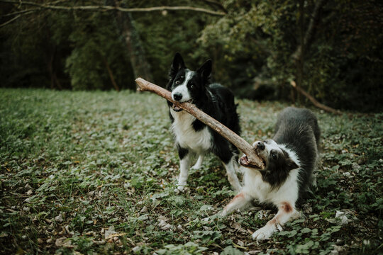 Two border collie dogs play with a wooden stick in nature