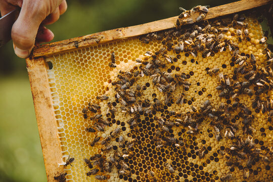 Hand of beekeeper holding beehive