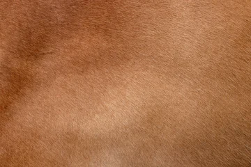 Natural light brown short horse fur texture full frame background pattern © agrus