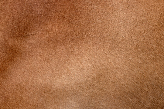 Natural light brown short horse fur texture full frame background pattern
