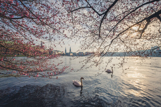 Germany, Hamburg, Germany, Hamburg, blossoming cherry tree at Binnenalster, swimming mute swans