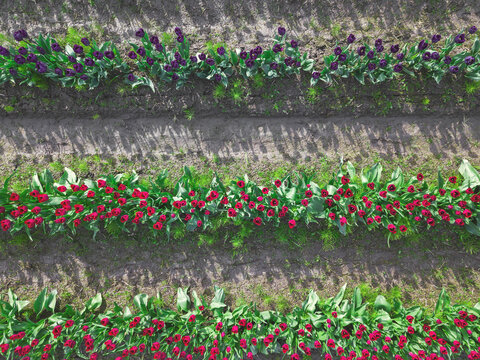 USA, Washington State, Skagit Valley, tulip field from above