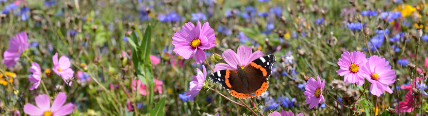 Schmetterling 1447 © K.-U. Häßler