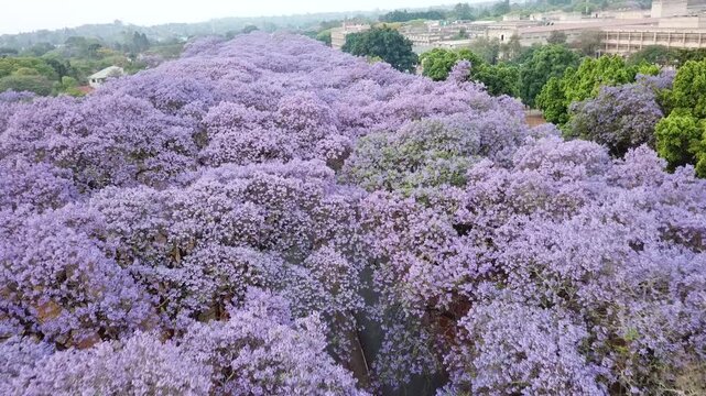 Aerial view of a beautiful street lined with blooming purple jacaranda trees in spring