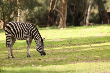 Obraz premium Plains Zebra Grazing on Green Grass in Sunny Open Field