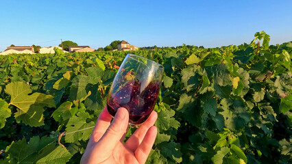 Obraz premium Hand Holding a Glass of Red Wine in a Bordeaux Vineyard