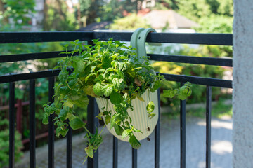 Healthy peppermint (Mentha × piperita) thriving in a hanging planter attached to a balcony railing. Aromatic culinary herb cultivated at home for cooking, herbal tea and fresh seasoning. © Volha