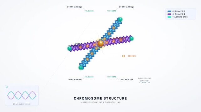 Chromosome Structure Sister Chromatids Animation &mdash; DNA Supercoiling Genetics Education Loop