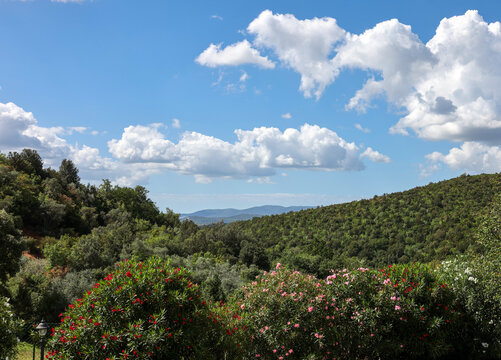 Old olive groves and oleander bushes on a hillside in Montemassi in the province of Grosseto. Tuscany. Italy