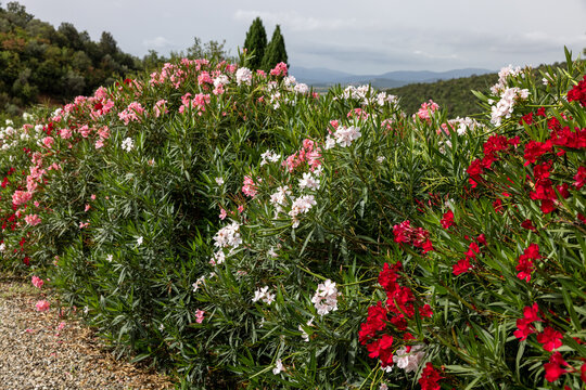 Beautiful small Oleander flowers. a poisonous evergreen  shrub that is widely grown in warm countries for its clusters of white, pink, or red flowers.