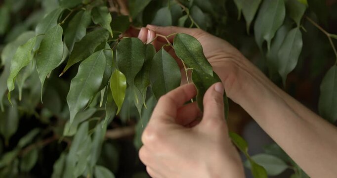 Inspection of ficus leaves for damaged or dry foliage as part of houseplant care.