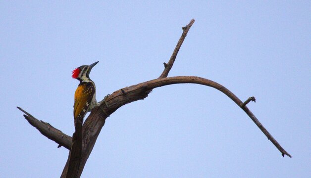 Golden flame back woodpecker has perched on a tree branch in serch of a female partner