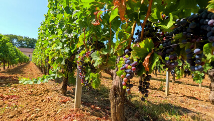 Obraz premium Sunlit Rows of Ripe Red Grapes in a Bordeaux Vineyard